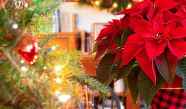 Día Nacional de la Nochebuena 2025: origen, significado y por qué se celebra el 8 de diciembre