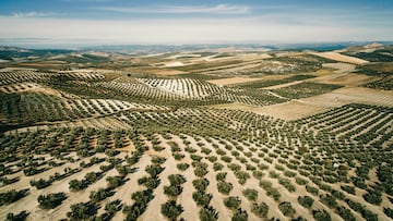 Aerial view of olive trees in Jaen Andalucia Spain