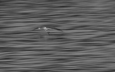 Un juvenil rayador americano de caza por la superficie del agua. "Estuve esperando muchas horas para que este ejemplar se acercara lo suficiente para poder hacerle esta foto y recrear la velocidad y la elegancia de su cacería", explica Ben Cammarata. 