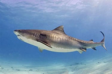 How common are fatal shark attacks?