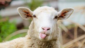 Bayonetta actualiza su página de Steam con una curiosa foto