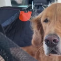El adorable golden retriever que lucha con todas sus fuerzas contra el cansancio y finalmente termina derrotado