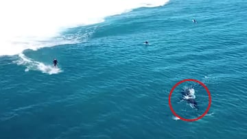 Una ballena comparte una sesi&oacute;n con surfistas.