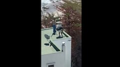El video que indigna a Chile: personas lanzan polluelos de gaviotas desde lo alto de edificio