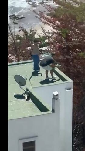 El video que indigna a Chile: personas lanzan polluelos de gaviotas desde lo alto de edificio