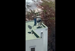 El video que indigna a Chile: personas lanzan polluelos de gaviotas desde lo alto de edificio