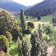 El bosque australiano donde desaparecen montañeros