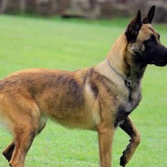 Muere un niño de cinco años tras ser mordido por un perro en Lucena (Córdoba)