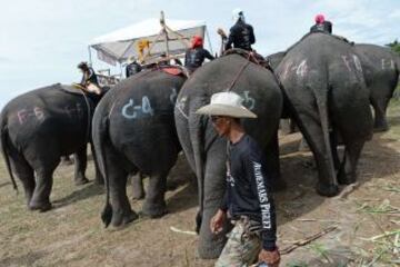 Las curiosas imágenes del polo sobre elefantes