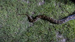 Saved from a huge python attack with only seconds to spare