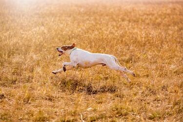 El perro de caza en veda