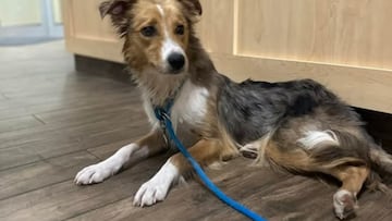 The rescue of ‘Dallas Cheddar’