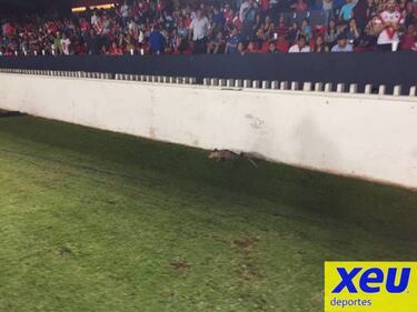 Tlacuache invade El Pirata en el Veracruz vs Pumas