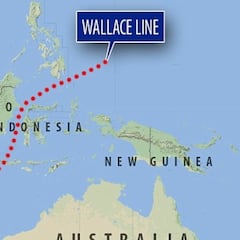 Qué es la línea de Wallace: los peces nunca la cruzan