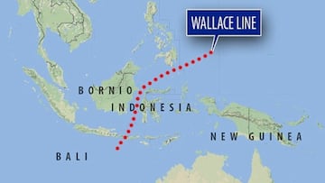 Scientists still do not understand why some species have failed to cross this barrier, even though others have done so to a lesser extent.