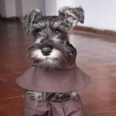 Abandonan un perro y lo adoptan unos monjes franciscanos: ahora vive en el convento y se le conoce como ‘Hermano Bigotes’