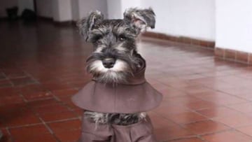 Abandonan un perro y lo adoptan unos monjes franciscanos: ahora vive en el convento y se le conoce como ‘Hermano Bigotes’