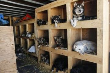 Después del acto ceremonial, ayer comenzó la primera etapa de la carrera de trineos con perros en Willow, Alaska. El viaje será de un total de 1.609 kilómetros.