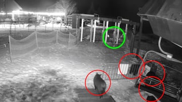 Cuatro osos rodeados con un círculo rojo en una estación de esquí de Vermont, con un esquiador al fondo con un círculo verde