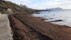 Unas algas invasoras amenazan el turismo en España
