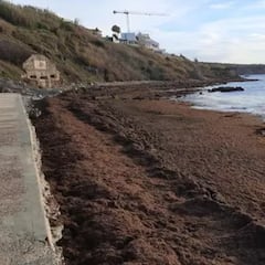 Unas algas invasoras amenazan el turismo en España