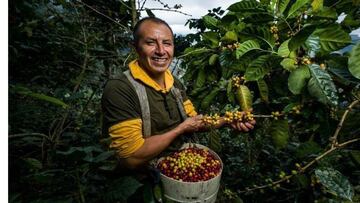 n Cundinamarca, 69 de los 116 municipios cultivan café y más de 28.600 familias dependen directamente de este renglón económico. Foto: Gobernación de Cundinamarca.