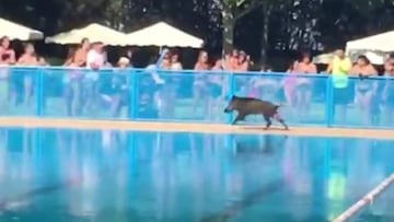 Un ejemplar de jabalí se coló en la piscina de Tomelloso (Ciudad Real) el pasado sábado.