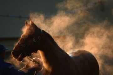 El caballo Bantam se refresca tras el entrenamiento en Melbourne, Australia.   
