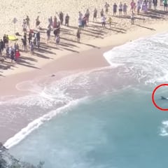 Un tiburón ataca a un delfín en pleno festival de surf