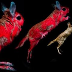 Descubren un animal capaz de brillar en la oscuridad