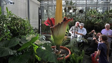 Originating from Sumatra’s tropical rain forest, the flower rarely blossoms - anyone who gets too close will be in for an unpleasant surprise.