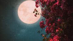 ¿Cada cuánto tiempo se puede ver una Luna Rosa y en qué países se verá mejor en abril?