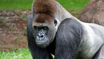 Imagen de un gorila
