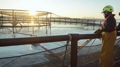 Acuicultura: la importancia de comer ‘azul’ para vivir en verde