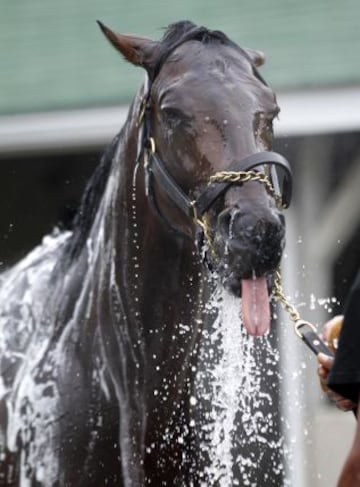 Entrenamiento para el Kentucky Derby.