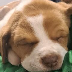 Abandonó a una cachorra y ocurrió esto: drama en el aeropuerto El Dorado