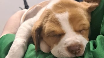 Esta perrita de dos meses fue abandonada en el Aeropuerto Internacional El Dorado con complicaciones de salud.