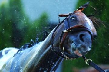 Los caballos se preparan para las carreras de Belmont Park, en Nueva York.