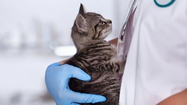 Día del Veterinario en México 2023: origen y frases para celebrar, hoy 17 de agosto