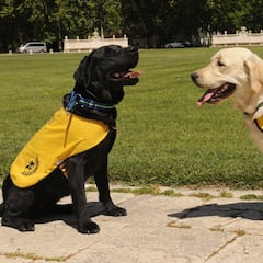 Los perros guía también sufren las consecuencias del coronavirus