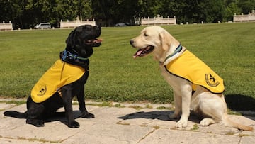 Perros gu&iacute;a
 CEDIDO POR LA ONCE
   (Foto de ARCHIVO)
 07/05/2015