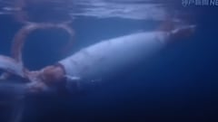 Two Japanese divers stumble across a rare eight-foot specimen of a giant squid very close to the surface, in an apparently deteriorated state.