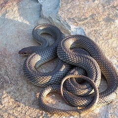 Una vecina de Córdoba encuentra una culebra de más de dos metros en su cocina
