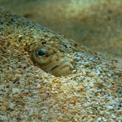 ¿Qué es la faneca o pez araña? El animal venenoso que ha picado a más de 700 turistas en Galicia este verano