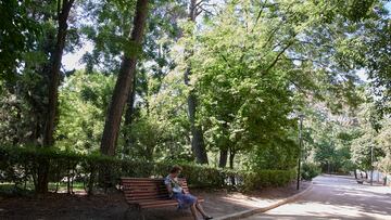 Una señora sentada en un baco del parque Quinta de los Molinos, a 24 de julio de 2022, en el distrito de San Blas-Canillejas, Madrid (España). La Quinta de los Molinos y El Retiro son dos de los nueve parques que cierra esta tarde el ayuntamiento de Madrid ante la alerta roja meteorológica por altas temperaturas y rachas de viento. Quinta de los Molinos es un jardín de uso público cuyo origen era una finca de recreo rústico urbana con zonas de explotación agrícola, en él hay edificios y arquitecturas declaradas de alto interés. Cerrado en la totalidad de su perímetro tiene cinco puertas de entrada y es parcialmente accesible para personas con movilidad reducida.
24 JULIO 2022;VEGETACIÓN;ÁRBOLES;JARDINES;MOBILIARIO URBANO;
Jesús Hellín   / Europa Press
24/07/2022