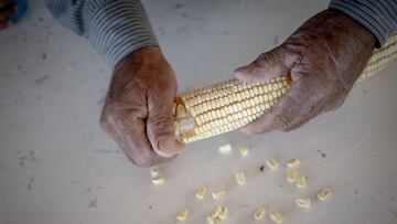 Feria del Elote en CDMX 2025: cuándo es, horarios, actividades y cómo llegar