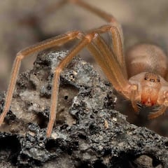 Ni la viuda negra ni la tarántula: esta es la araña más venenosa de México y se esconde detrás de los muebles