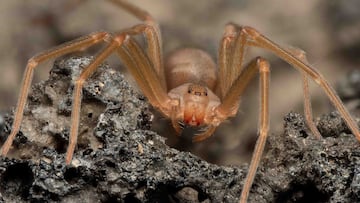 ¡Cuidado! Revelan que ni la viuda negra ni la tarántula son las arañas más venenosas; descubre cuál es la especie más peligrosa en México.