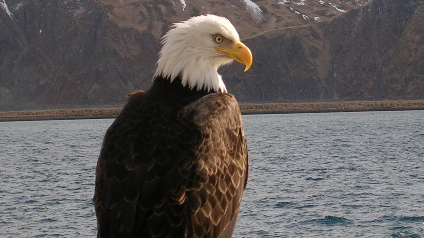 Check out Budweiser's patriotic 'American Icons' Super Bowl commercial: Lynyrd Skynyrd, clydsdales and bald eagles - AS USA