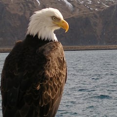 Check out Budweiser’s patriotic ‘American Icons’ Super Bowl commercial: Lynyrd Skynyrd, clydsdales and bald eagles